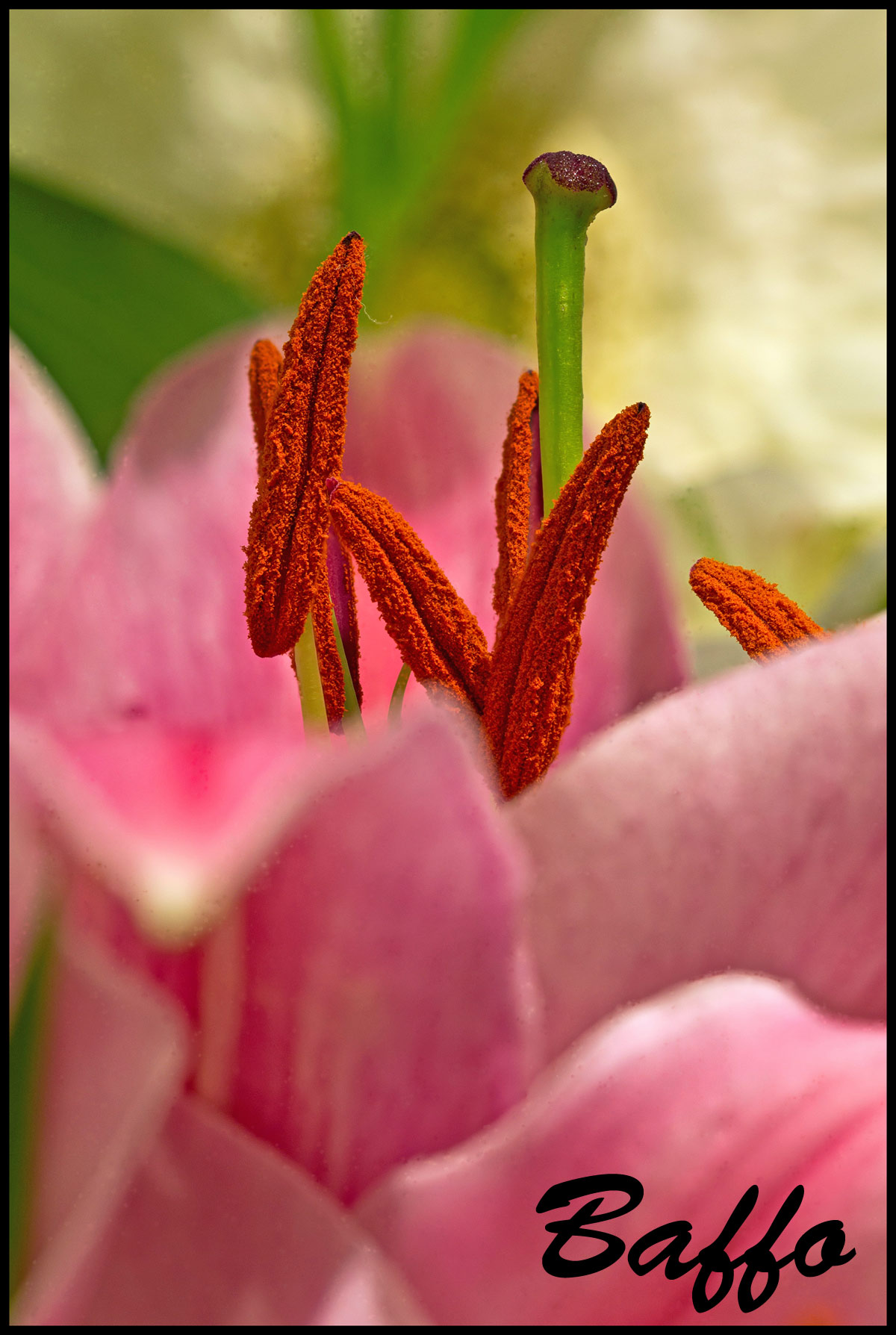 Qualche scatto in focus stacking